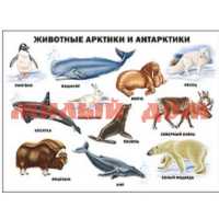 Плакат Животные Арктики и Антарктики 7363-1