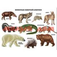 Плакат Животные Северной Америки 7781-6