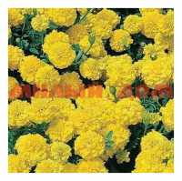 Семена цветы БАРХАТЦЫ Желтый жакет ЦВ/П ш.к.4558 сп=10шт СПАЙКАМИ